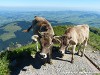 Switzerland Saentis Picture