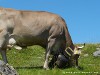 Switzerland Saentis Picture