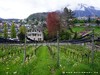 Switzerland Spiez Picture