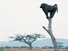 Tanzania Country Picture