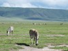 Tanzania Ngorongoro Picture