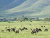 Tanzania Ngorongoro Picture