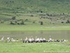 Tanzania Ngorongoro Picture