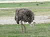 Tanzania Ngorongoro Picture