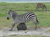 Tanzania Ngorongoro Picture