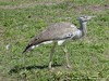 Tanzania Ngorongoro Picture