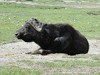 Tanzania Ngorongoro Picture