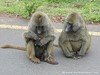 Tanzania Ngorongoro Picture