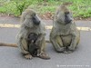 Tanzania Ngorongoro Picture