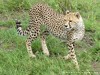 Tanzania Serengeti Picture