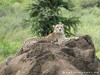 Tanzania Serengeti Picture