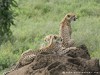 Tanzania Serengeti Picture