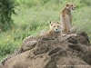 Tanzania Serengeti Picture