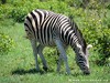 Tanzania Serengeti Picture