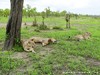 Tanzania Serengeti Picture