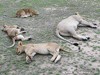 Tanzania Serengeti Picture