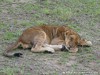 Tanzania Serengeti Picture