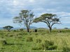 Tanzania Serengeti Picture