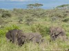 Tanzania Serengeti Picture