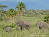 Tanzania Serengeti Picture