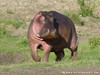 Tanzania Serengeti Picture