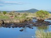 Tanzania Serengeti Picture