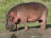 Tanzania Serengeti Picture