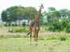 Tanzania Serengeti Picture