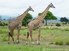 Tanzania Serengeti Picture