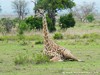 Tanzania Serengeti Picture