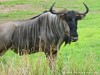 Tanzania Serengeti Picture