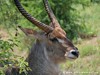 Tanzania Serengeti Picture