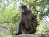 Tanzania Serengeti Picture