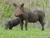 Tanzania Serengeti Picture