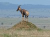 Tanzania Serengeti Picture