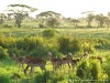 Tanzania Serengeti Picture