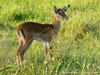 Tanzania Serengeti Picture