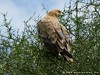 Tanzania Serengeti Picture