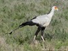 Tanzania Serengeti Picture