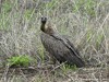 Tanzania Serengeti Picture