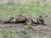 Tanzania Serengeti Picture