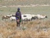 Tanzania Serengeti Picture