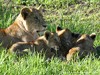 Tanzania Serengeti Picture