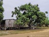 Tome Neves Picture