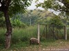Tome Neves Picture