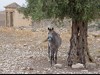 Tunisia Dougga Picture