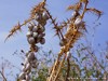 Tunisia Regia Picture