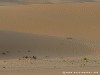 United Arab Emirates Desert Picture