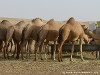 United Arab Emirates Desert Picture