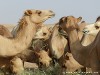 United Arab Emirates Desert Picture